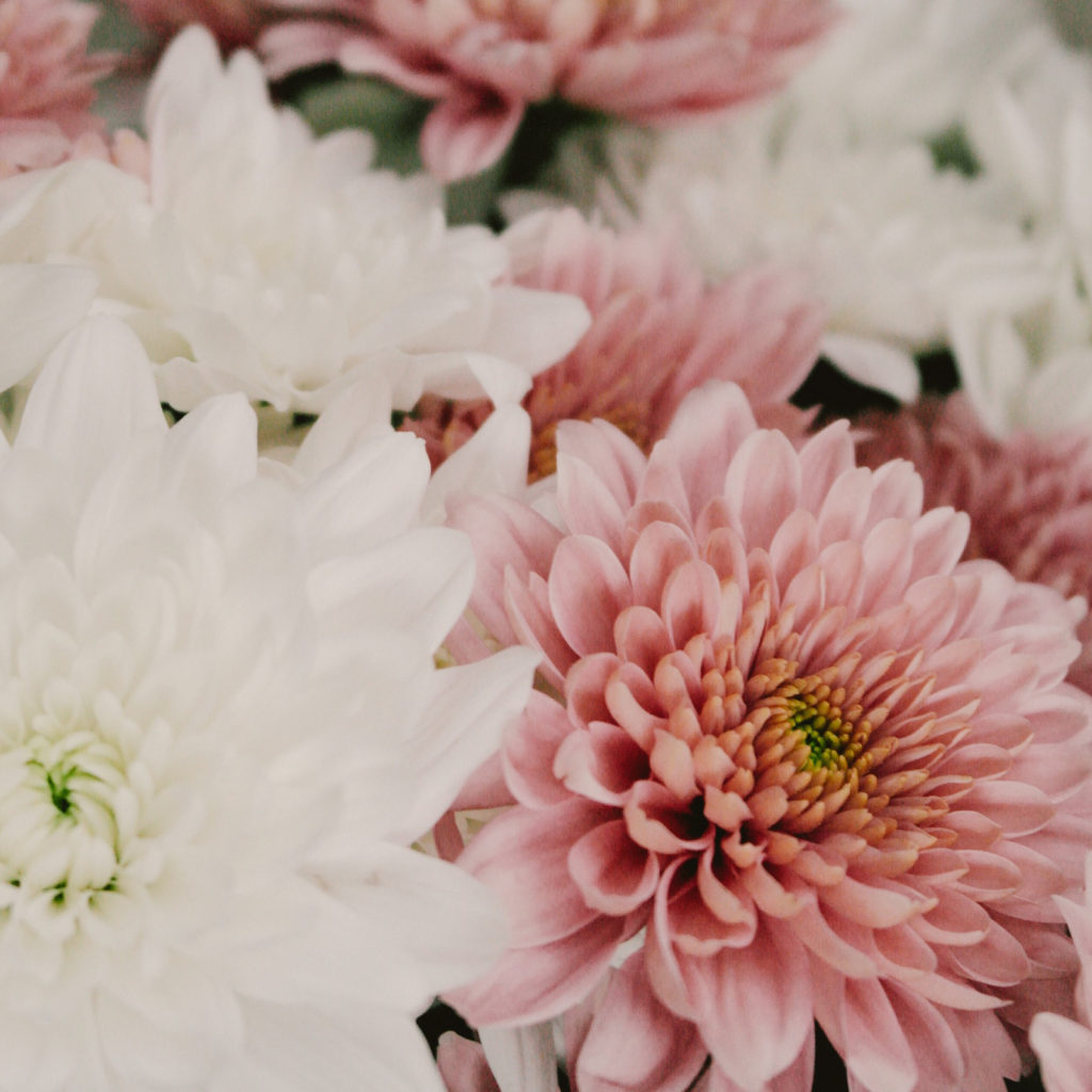 Orly Levy Blog white and pink flowers