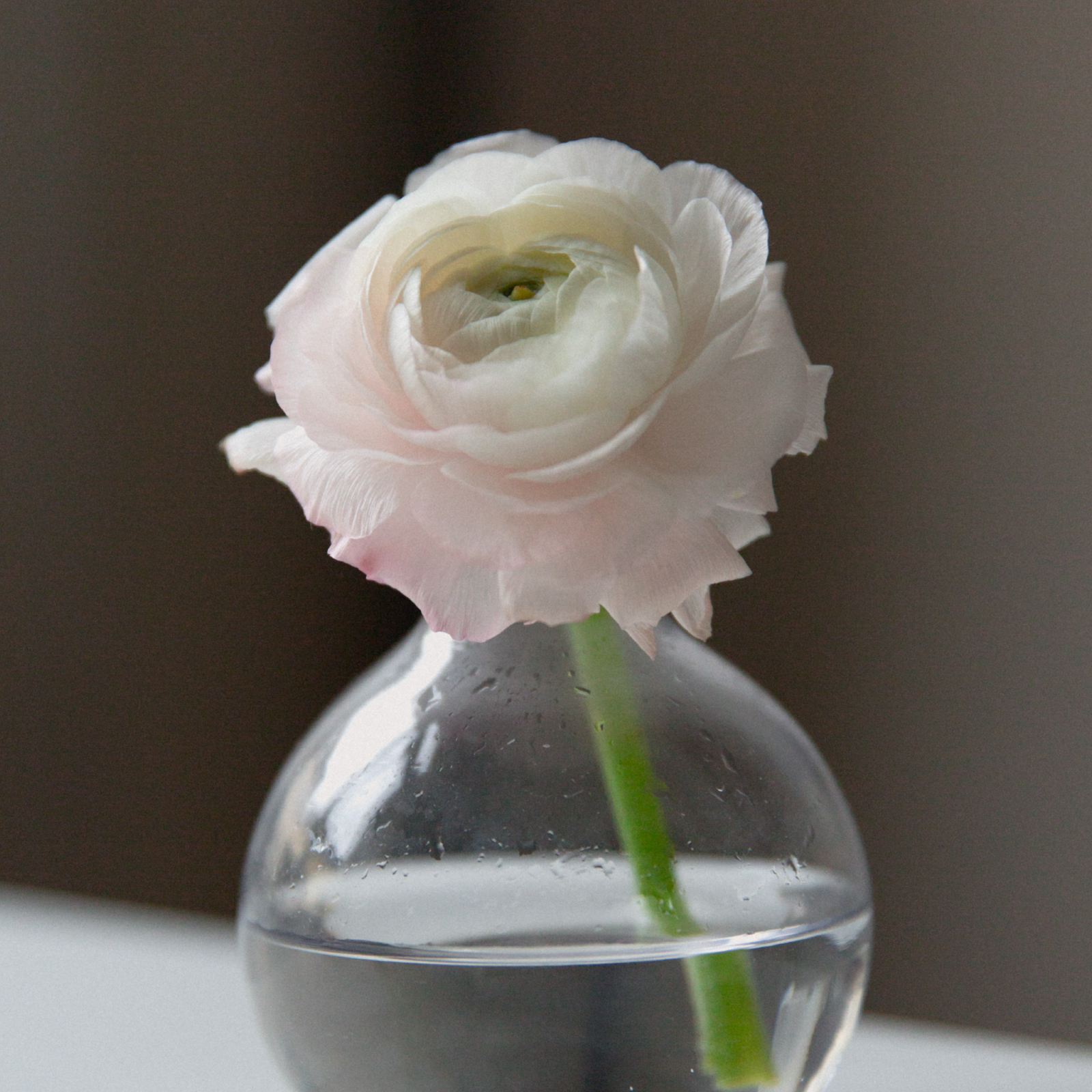 Orly Levy Blog single flower in vase
