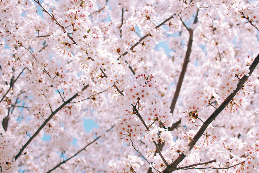 Orly Levy Blog cherry blossom in bloom