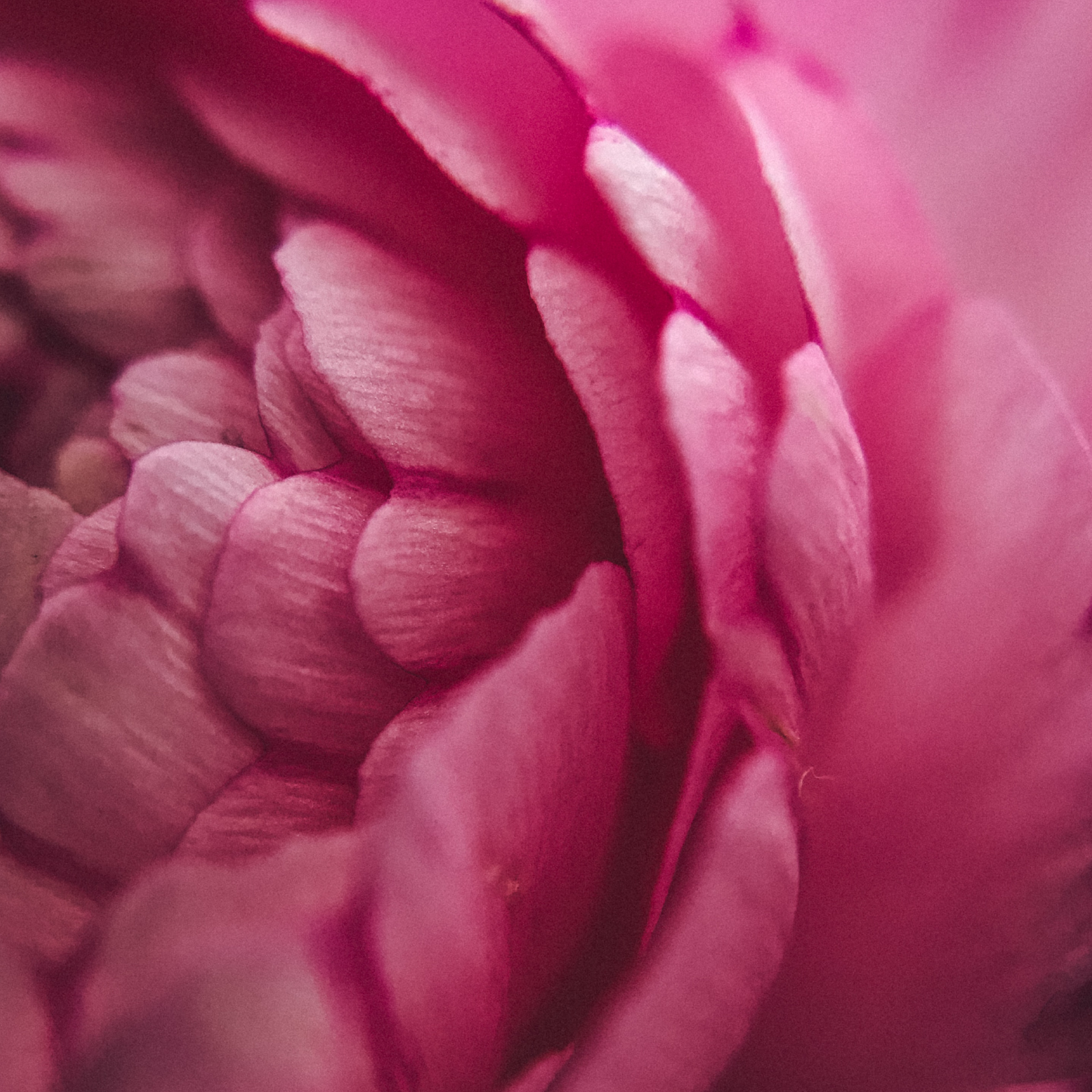 Orly Levy Blog close up of pink flower