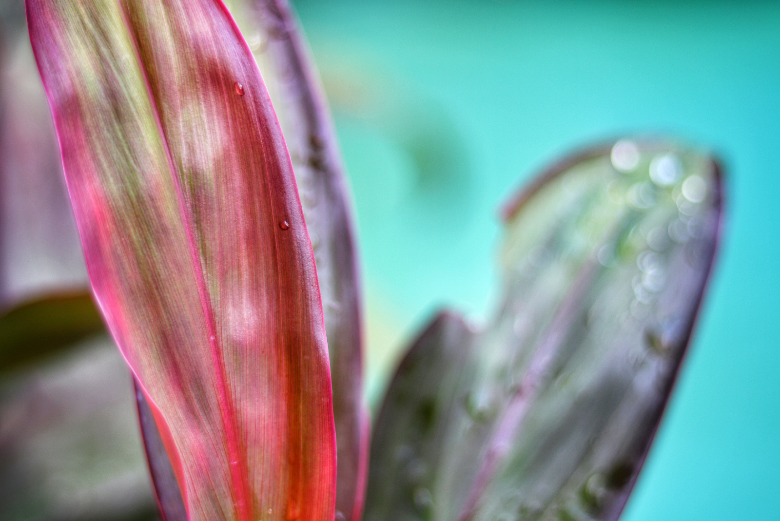 Orly Levy Blog plant leaf on aqua background