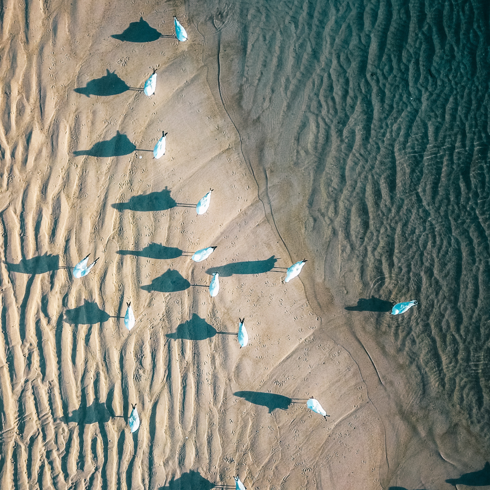 Orly Levy Blog seagulls on sandy beach