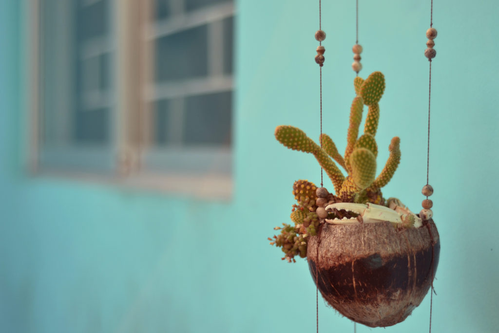 Orly Levy Blog hanging cactus plant