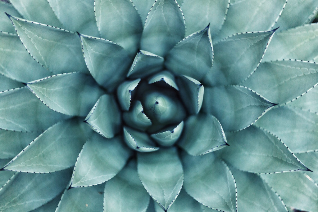 Orly Levy Blog symmetrical succulent